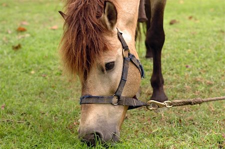 Horse tied up by the tree and eat grass. Stock Photo - Budget Royalty-Free & Subscription, Code: 400-04565323