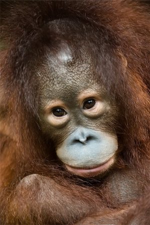 ponginae - close up photo of endangered primate orangutan from kalimantan Stock Photo - Budget Royalty-Free & Subscription, Code: 400-04565405