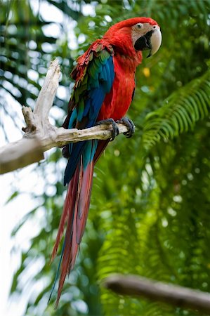 photo of green wing macaw on tree Photographie de stock - Aubaine LD & Abonnement, Code: 400-04565403