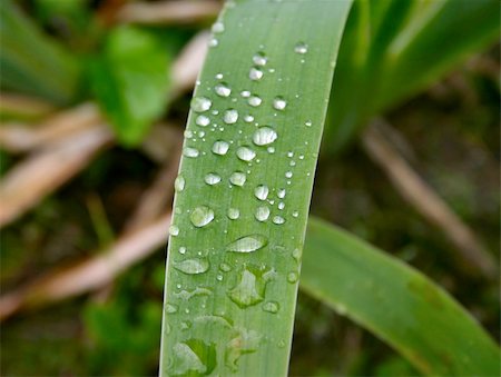 morning dew Foto de stock - Royalty-Free Super Valor e Assinatura, Número: 400-04565498