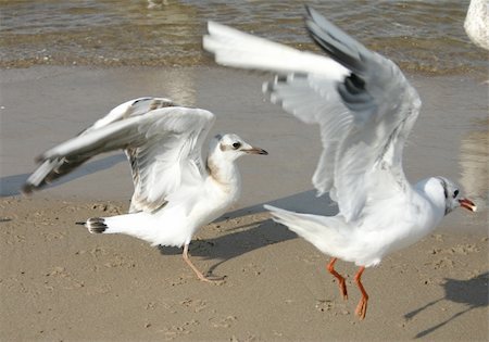 simsearch:400-04740667,k - seagulls Stock Photo - Budget Royalty-Free & Subscription, Code: 400-04565499