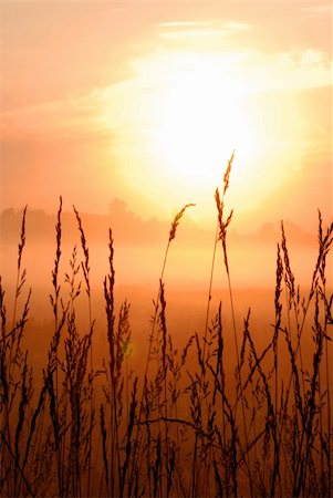 beautiful morning sunrise with wheat grass in the foreground Stock Photo - Budget Royalty-Free & Subscription, Code: 400-04565612