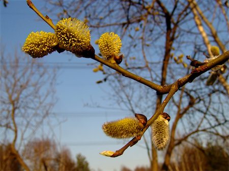 simsearch:400-07577622,k - A tree branch in spring Photographie de stock - Aubaine LD & Abonnement, Code: 400-04565801