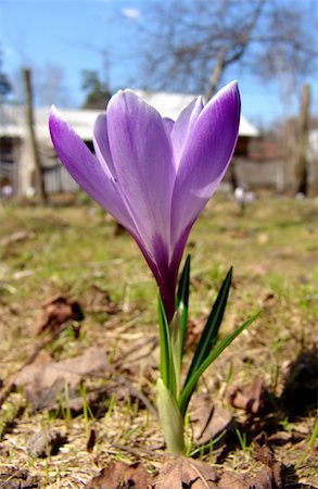 simsearch:400-04569116,k - A violet crocus plant Photographie de stock - Aubaine LD & Abonnement, Code: 400-04565857