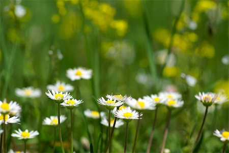 simsearch:400-04830667,k - nice summer meadow with camomiles in green grass. Shallow DOF Photographie de stock - Aubaine LD & Abonnement, Code: 400-04565858