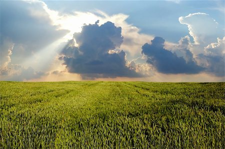 sunset meal - Wheat field under dark clouds Stock Photo - Budget Royalty-Free & Subscription, Code: 400-04565872