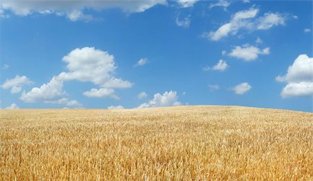 sunset meal - Wheat field under blue sky Stock Photo - Budget Royalty-Free & Subscription, Code: 400-04565873
