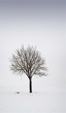 solitaire - Single tree in field during winter Stock Photo - Budget Royalty-Free & Subscription, Code: 400-04565886