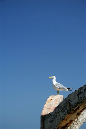 people mating - Gull on Black sea, Bulgaria Foto de stock - Super Valor sin royalties y Suscripción, Código: 400-04565892