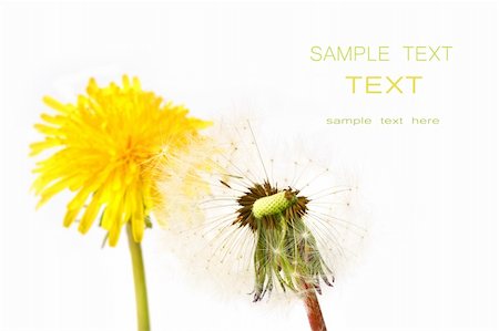 Dandelion before and after against a white background Stock Photo - Budget Royalty-Free & Subscription, Code: 400-04565944