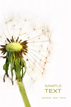 Dandelion detail isolated on white background Stock Photo - Budget Royalty-Free & Subscription, Code: 400-04565945