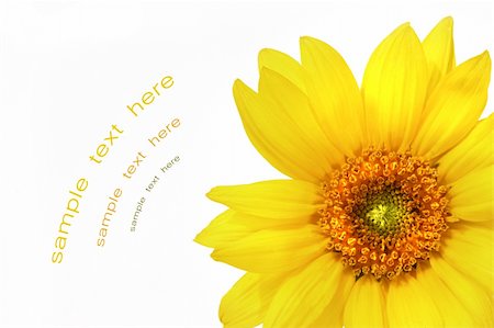 simsearch:400-04806771,k - Big yellow sunflower against white background Stockbilder - Microstock & Abonnement, Bildnummer: 400-04565941