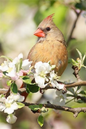 simsearch:400-04085919,k - Female Northern Cardinal (cardinalis cardinalis) in an Apple Tree with blossoms Foto de stock - Super Valor sin royalties y Suscripción, Código: 400-04565995