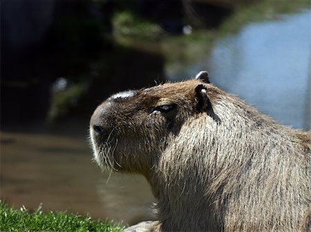 portrait shot of a capybara with blurred background Foto de stock - Super Valor sin royalties y Suscripción, Código: 400-04566092