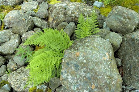 simsearch:400-05056416,k - Bush's view from under a stone, Norway Photographie de stock - Aubaine LD & Abonnement, Code: 400-04566110