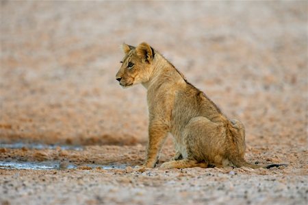 simsearch:400-06207209,k - Young lion cub (Panthera leo), Kalahari desert, South Africa Fotografie stock - Microstock e Abbonamento, Codice: 400-04566166