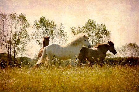 simsearch:400-04563173,k - Artistic work of my own in retro style - Postcard from Denmark. - Horses playing around. - Space for text Foto de stock - Super Valor sin royalties y Suscripción, Código: 400-04566205