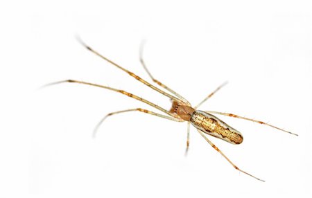 simsearch:600-00864467,k - isolated long legged spider close-up Stockbilder - Microstock & Abonnement, Bildnummer: 400-04566267