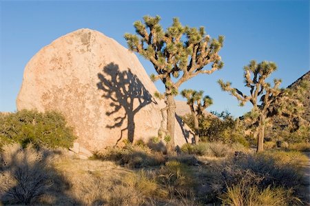 Joshua Tree National Park is located in south-eastern California. Photographie de stock - Aubaine LD & Abonnement, Code: 400-04566700