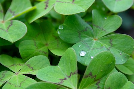 simsearch:400-03926372,k - fresh green leaves with drop of water Fotografie stock - Microstock e Abbonamento, Codice: 400-04566928