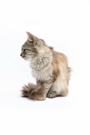 young nice cat on the white background Stock Photo - Budget Royalty-Free & Subscription, Code: 400-04566929