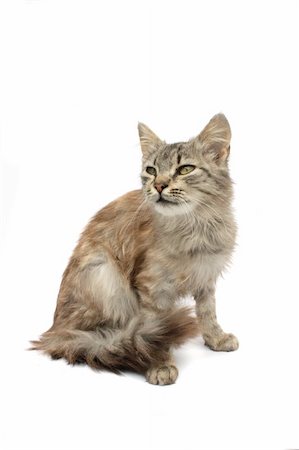 simsearch:400-05066853,k - young nice cat on the white background Foto de stock - Super Valor sin royalties y Suscripción, Código: 400-04566931