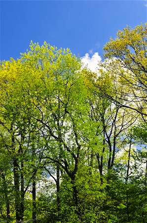 simsearch:400-07577622,k - Spring forest with young foliage and blue sky Photographie de stock - Aubaine LD & Abonnement, Code: 400-04567026