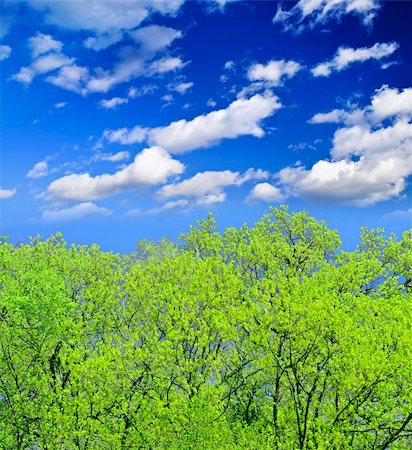 simsearch:400-07577622,k - Spring forest with young foliage and blue sky Photographie de stock - Aubaine LD & Abonnement, Code: 400-04567027