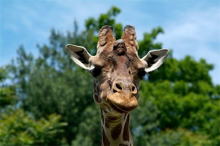 closeup of giraffe in thought Foto de stock - Super Valor sin royalties y Suscripción, Código: 400-04567147