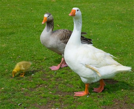 Goose family. Farm life Foto de stock - Super Valor sin royalties y Suscripción, Código: 400-04567291