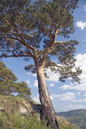 Pine on a background of the light-blue sky. Foto de stock - Royalty-Free Super Valor e Assinatura, Número: 400-04567422