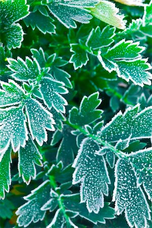 simsearch:400-03947729,k - Macro of frosty plant leaves in late fall Photographie de stock - Aubaine LD & Abonnement, Code: 400-04567695