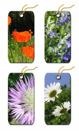 simsearch:400-04566378,k - Floral gift tags. The image in style of figure oil paints Isolated on a white background Photographie de stock - Aubaine LD & Abonnement, Code: 400-04567781