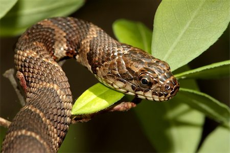 Baby Northern Water Snake (nerodia sipedon) climbing in a tree Stock Photo - Budget Royalty-Free & Subscription, Code: 400-04567811
