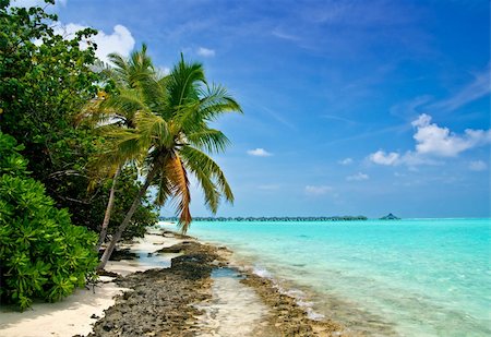 simsearch:400-05705880,k - Tropical Beach with coconut palm trees on the maldives Stockbilder - Microstock & Abonnement, Bildnummer: 400-04567870