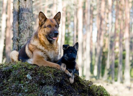 simsearch:400-04446495,k - Germany Sheep-dog with puppy laying on the moss Fotografie stock - Microstock e Abbonamento, Codice: 400-04567914