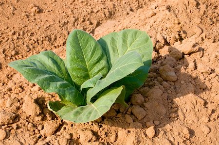 Healthy tobacco plants on a farm field. Stock Photo - Budget Royalty-Free & Subscription, Code: 400-04567968