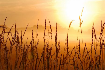 beautiful morning sunrise with wheat grass in the foreground Stock Photo - Budget Royalty-Free & Subscription, Code: 400-04568034