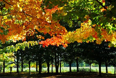 simsearch:400-04066755,k - Branches of colorful autumn maple trees in fall park Foto de stock - Royalty-Free Super Valor e Assinatura, Número: 400-04568043