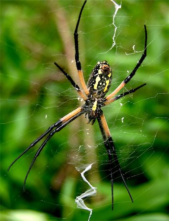Black and Yellow Argiope Spider and its net Stock Photo - Budget Royalty-Free & Subscription, Code: 400-04568142