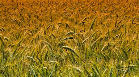 simsearch:400-06069976,k - wheat harvest field background Photographie de stock - Aubaine LD & Abonnement, Code: 400-04568179