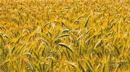 simsearch:400-04592004,k - wheat harvest field background Foto de stock - Royalty-Free Super Valor e Assinatura, Número: 400-04568180