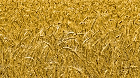 simsearch:400-06069976,k - wheat harvest field  background Photographie de stock - Aubaine LD & Abonnement, Code: 400-04568181