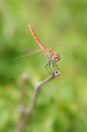 simsearch:400-06560180,k - Red dragonfly sitting on the bough. Stock Photo - Budget Royalty-Free & Subscription, Code: 400-04568982