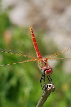 simsearch:400-06560180,k - Red dragonfly sitting on the bough. Stock Photo - Budget Royalty-Free & Subscription, Code: 400-04568983