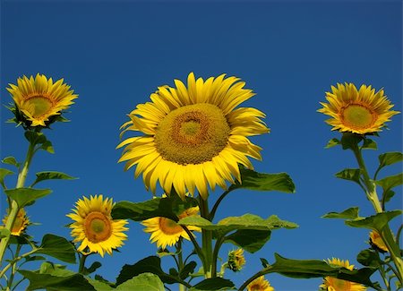 simsearch:400-05682398,k - many yellow sunflowers in the fields on background of blue sky Stock Photo - Budget Royalty-Free & Subscription, Code: 400-04569035