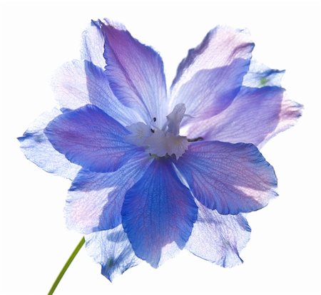 simsearch:400-04569116,k - delphinium flower Photographie de stock - Aubaine LD & Abonnement, Code: 400-04569117