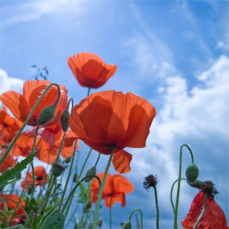 poppies Foto de stock - Super Valor sin royalties y Suscripción, Código: 400-04569118