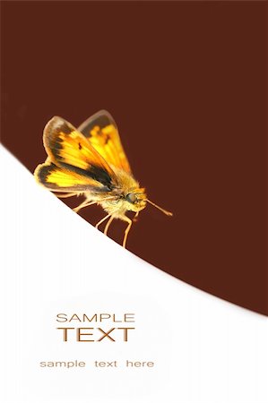 simsearch:400-04282037,k - Small butterfly on white surface with copy space Stock Photo - Budget Royalty-Free & Subscription, Code: 400-04569235