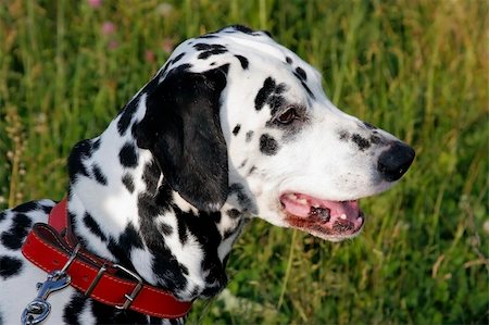 simsearch:693-03303306,k - A portrait of a dalmatian. Stock Photo - Budget Royalty-Free & Subscription, Code: 400-04569387